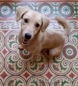 A cute puppy on a cement tile floor in Cuba.